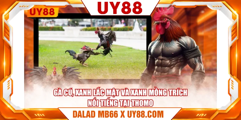 Gà Cú, Xanh Lắc Mật và Xanh Mồng Trích nổi tiếng tại Thomo